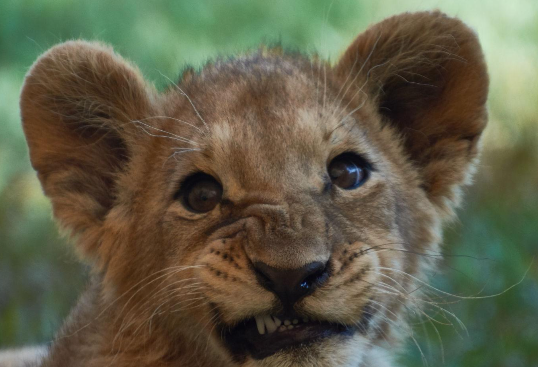 Lion and wildlife experiences near Johannesburg